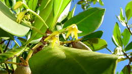 Image of mangrove