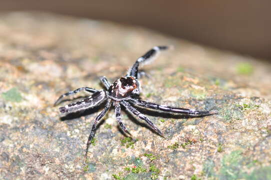 Image of Bavia sexpunctata (Doleschall 1859)