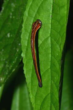 Image of Tiger Leech