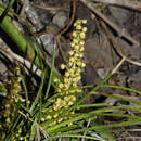 Sivun Lomandra filiformis subsp. filiformis kuva