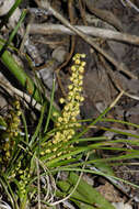 Image of Lomandra filiformis subsp. filiformis