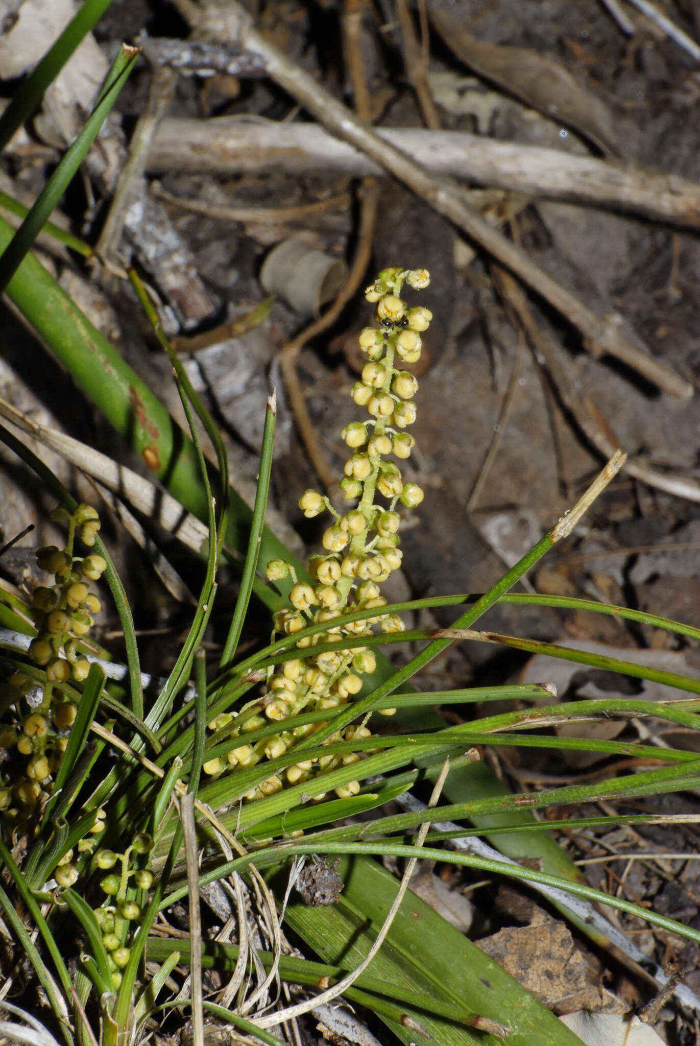 Image of Lomandra filiformis subsp. filiformis