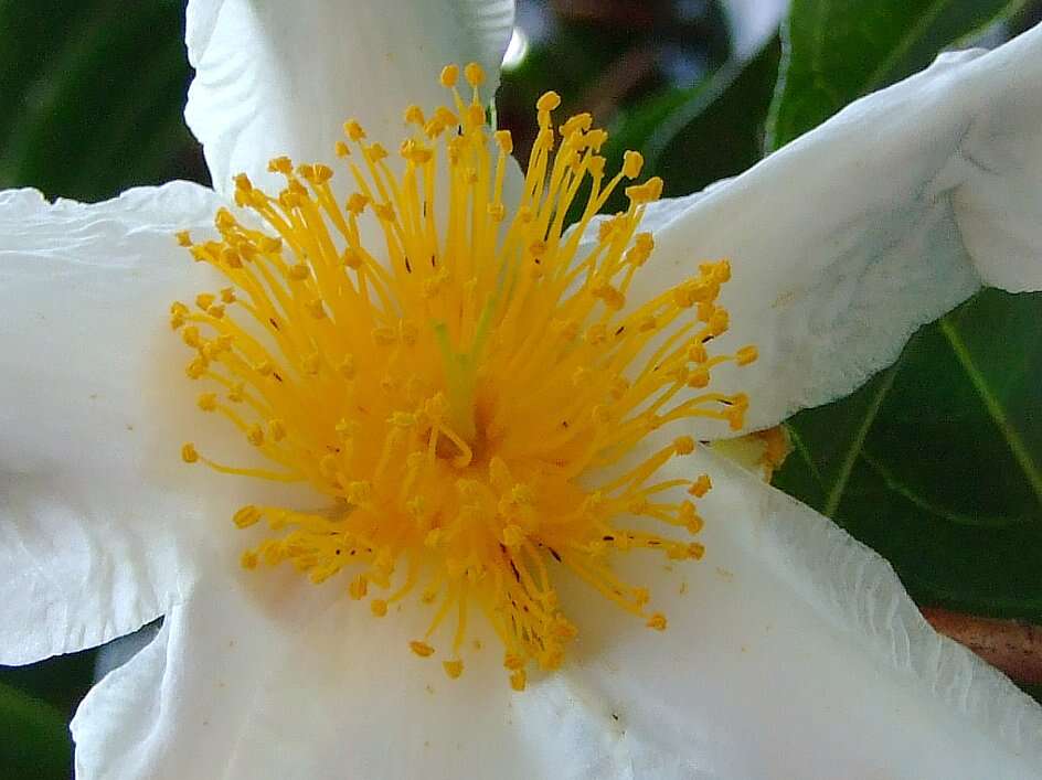 Imagem de Camellia crapnelliana Tutch.