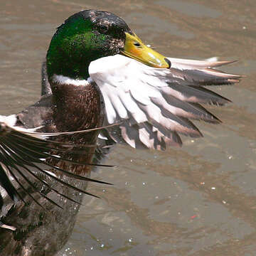 Image of Common Mallard