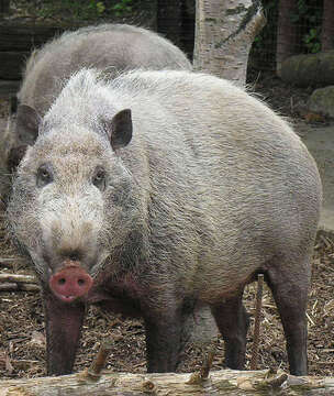 Image of pig