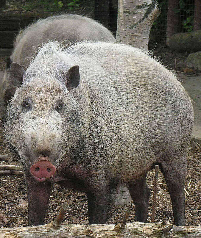 Image of Bearded Pig