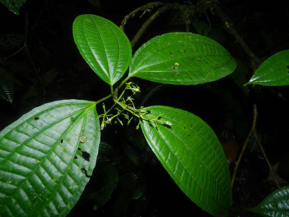 Image of Miconia neomicrantha W. S. Judd & J. D. Skean