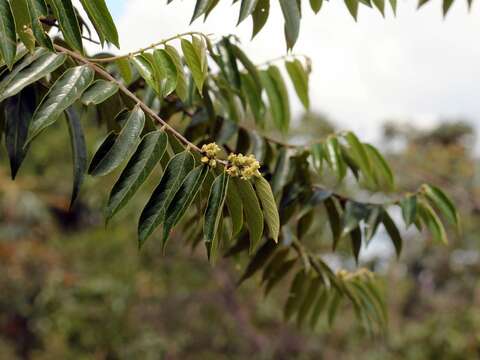 Image of Casearia grandiflora Cambess.