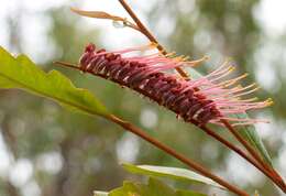 Image of Grevillea longifolia R. Br.