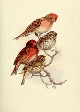 Image of Purple Finch