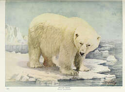 Imagem de urso-polar