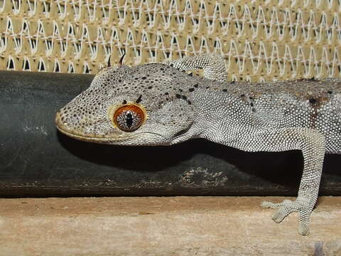 Image of spiny-tailed geckos