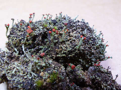 Image of Florke's cup lichen