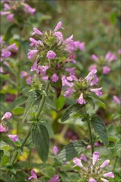 Imagem de Clinopodium vulgare subsp. vulgare