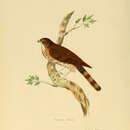 Image of Accipiter virgatus besra Jerdon 1839