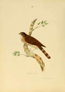 Image de Accipiter virgatus besra Jerdon 1839