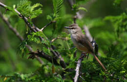 Image of Prinia Horsfield 1821