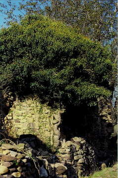 Image of English ivy