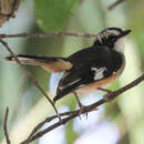 Image of Buff-sided Robin