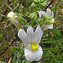 Image of Nemesia fruticans (Thunb.) Benth.