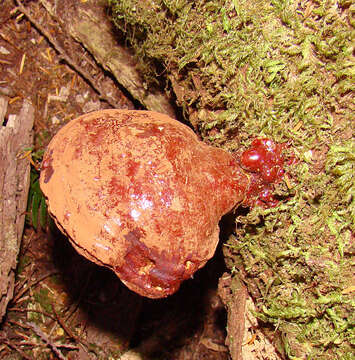 Image of Ganoderma