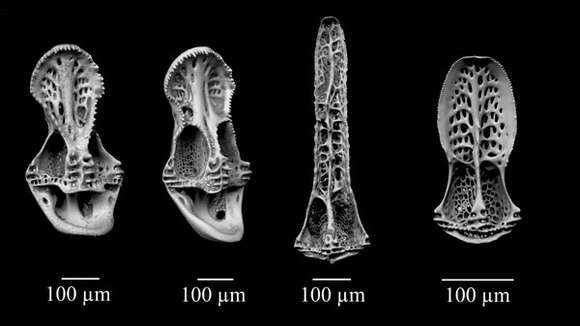 Image of Coelopleurus exquisitus Coppard & Schultz 2006