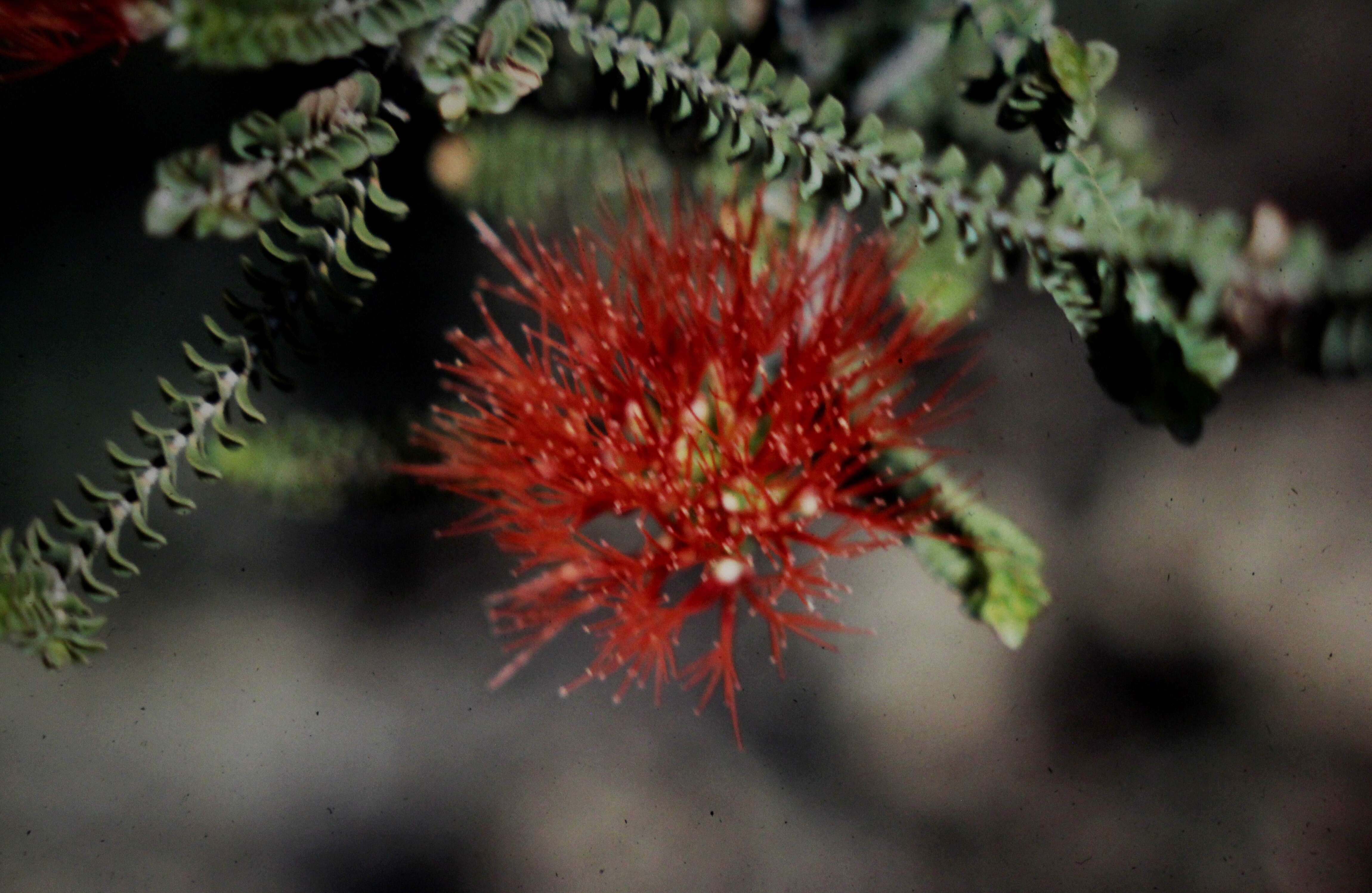 Image of Sand bottlebrush