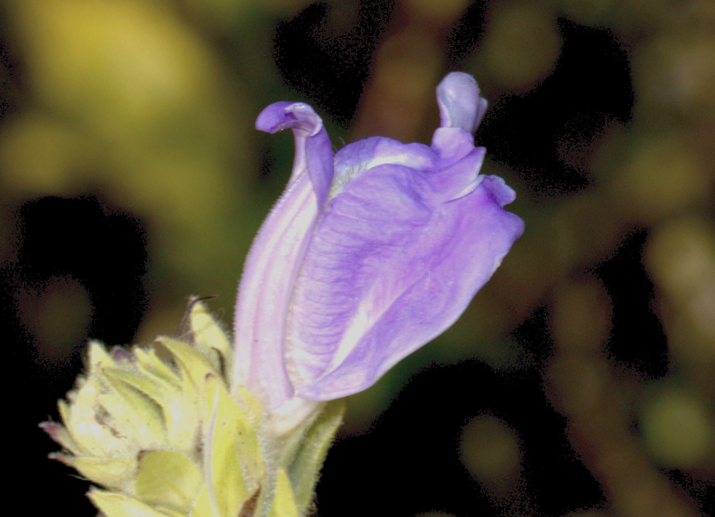 Calacanthus resmi