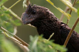 Sivun Crotophaga Linnaeus 1758 kuva