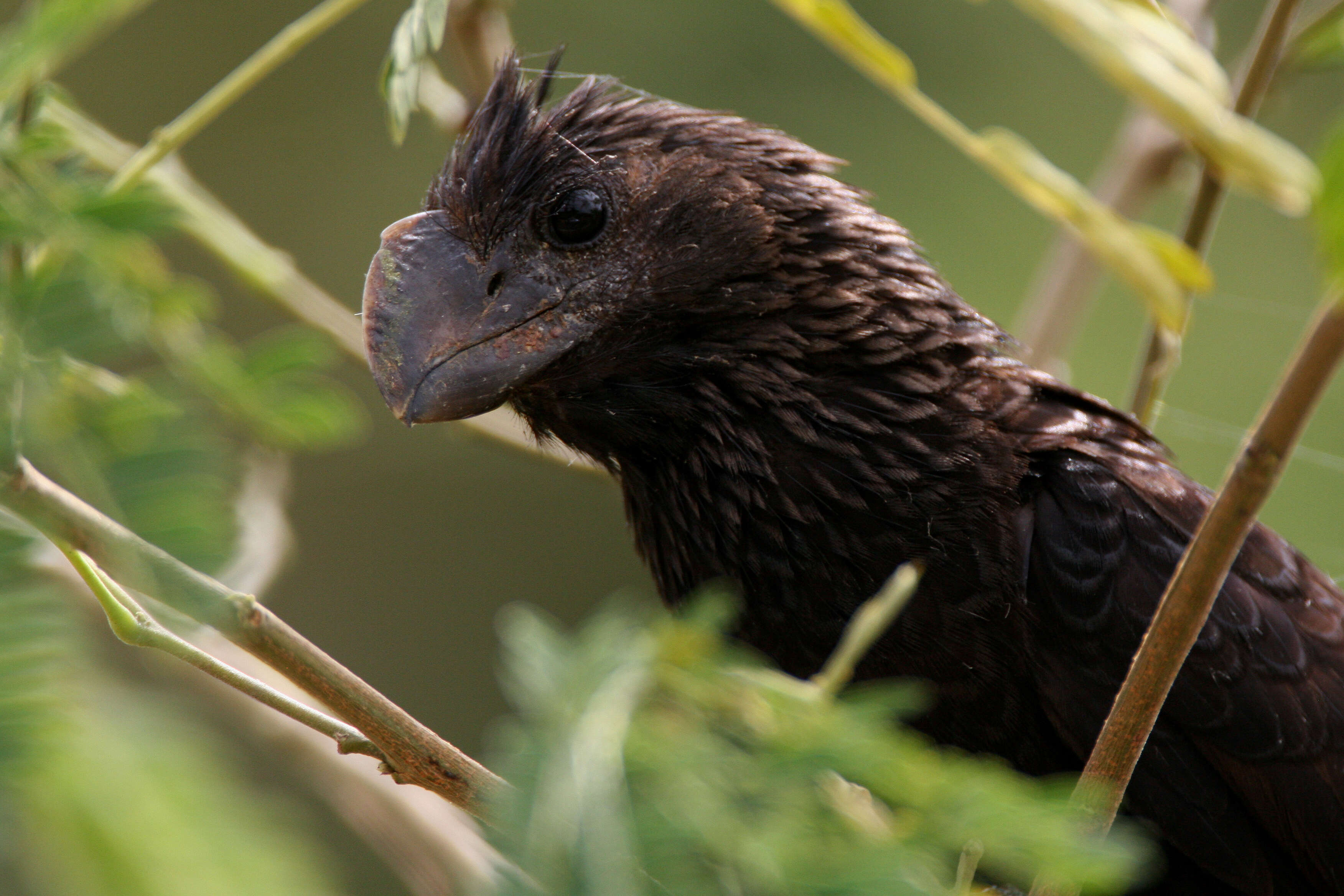 Plancia ëd Crotophaga Linnaeus 1758