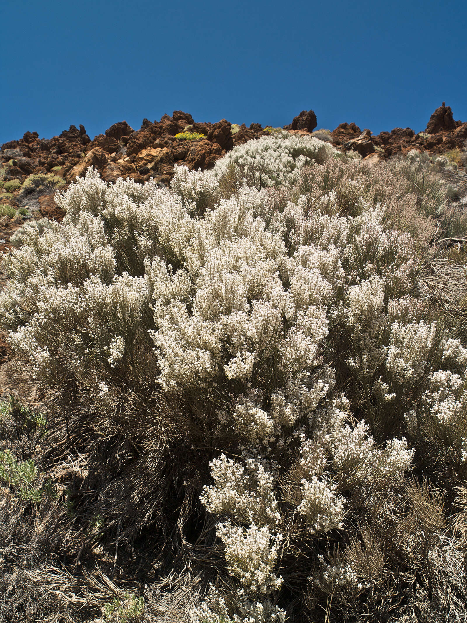 Слика од Cytisus supranubius (L. fil.) Kuntze