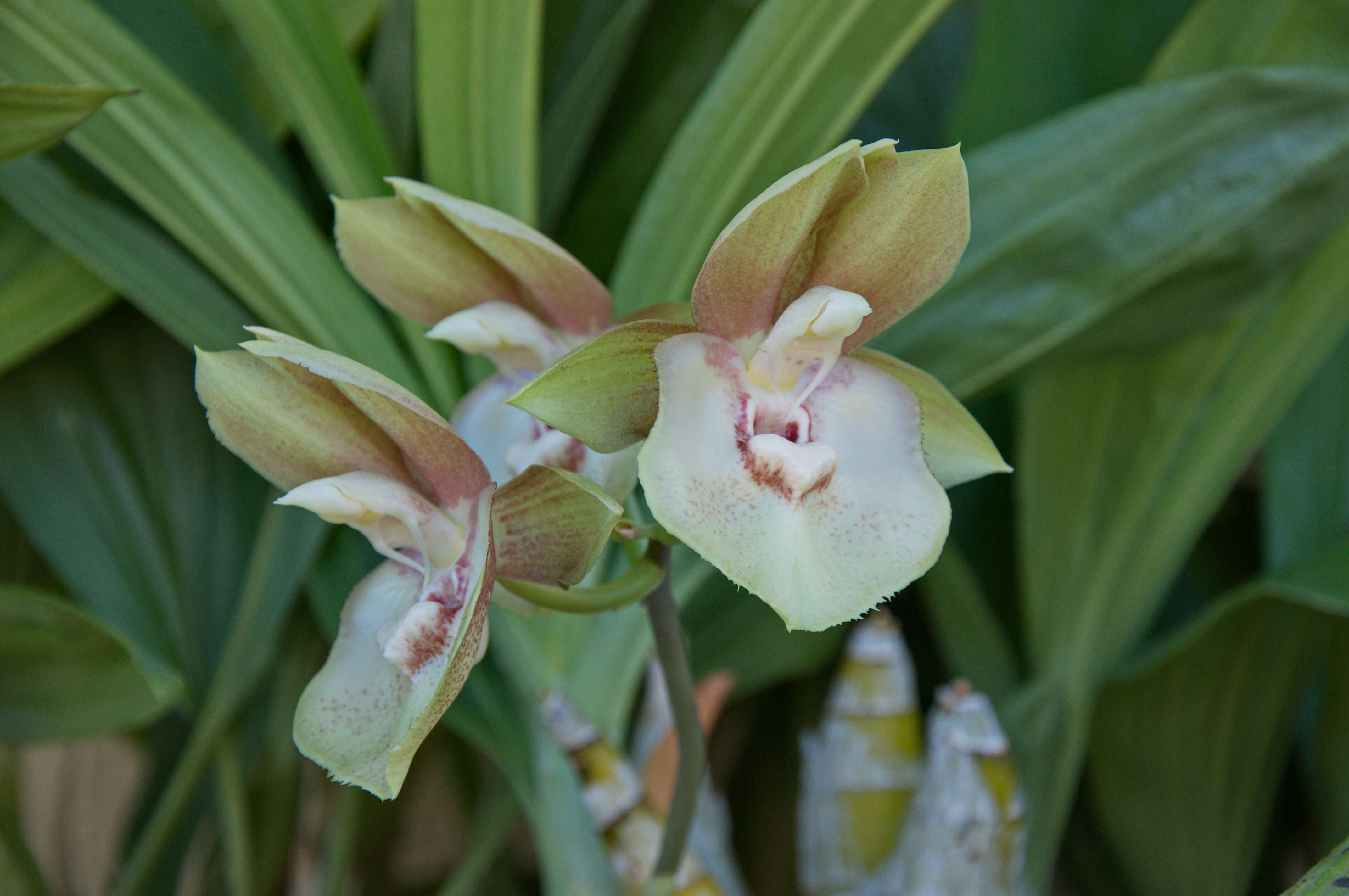 Image of catasetum