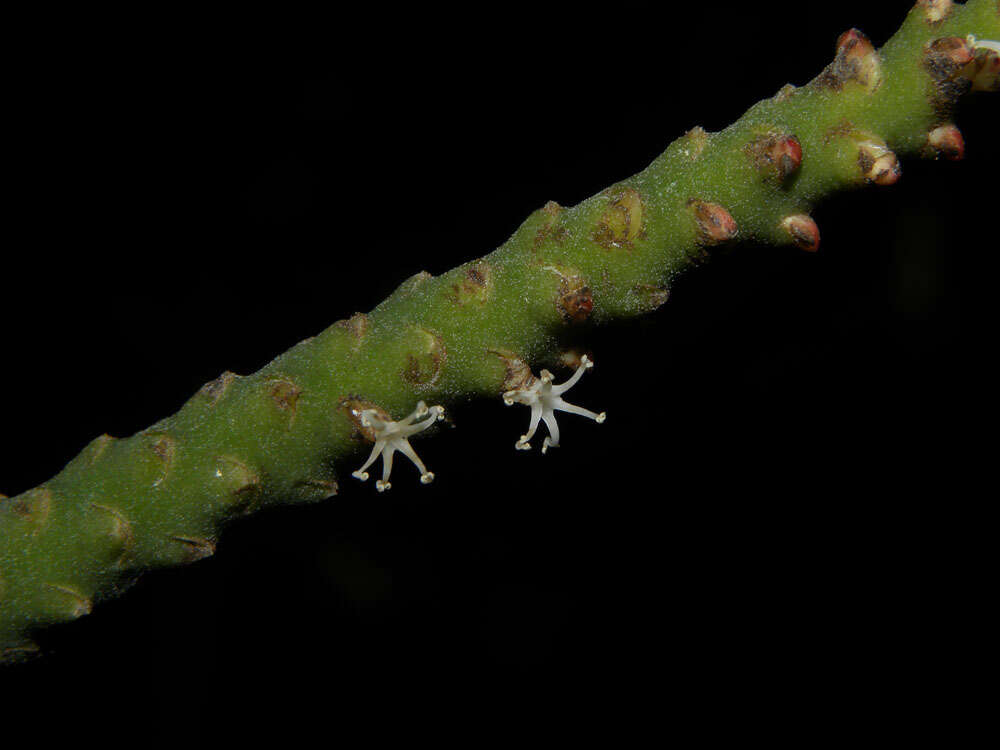 Imagem de Geonoma cuneata H. Wendl. ex Spruce