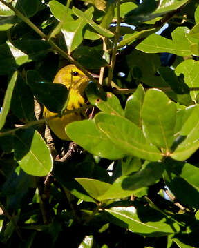 Image of Prairie Warbler