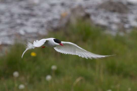 Image of Arctic Tern