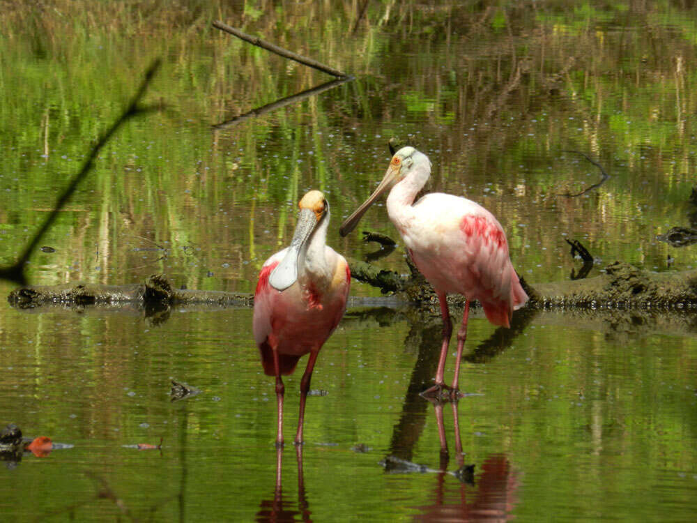 Image of Platalea Linnaeus 1758