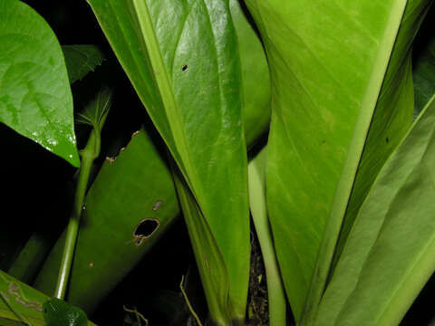 Image of Anthurium hacumense Engl.