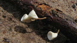 Image of Euphrates Soft-shelled Turtle