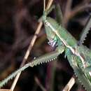 Image of Common Predatory Bush-cricket