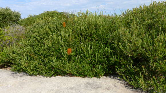 Image of heath-leaf banksia