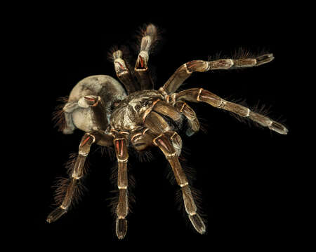 Image de Theraphosa