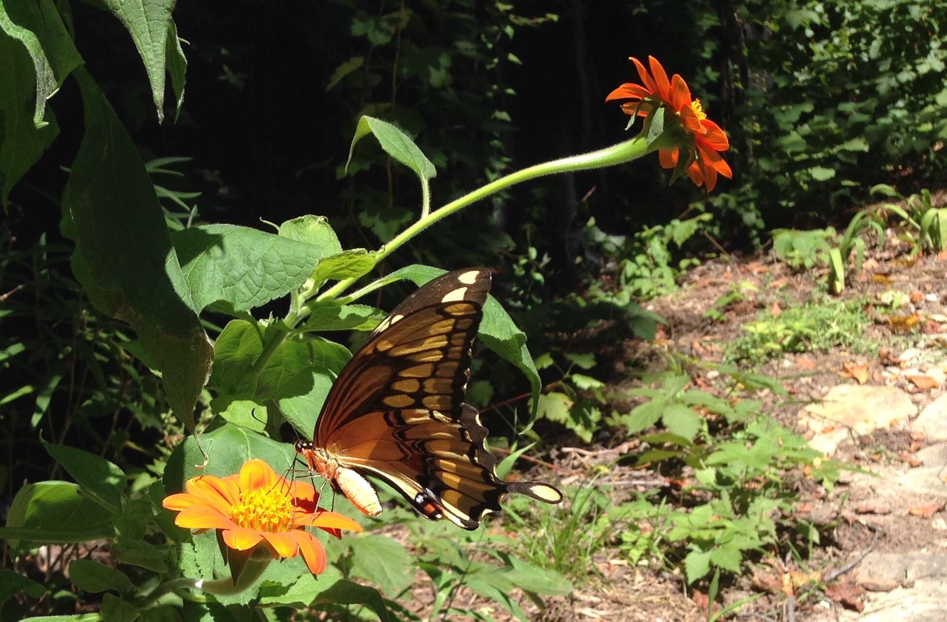 Image of Eastern Giant Swallowtail