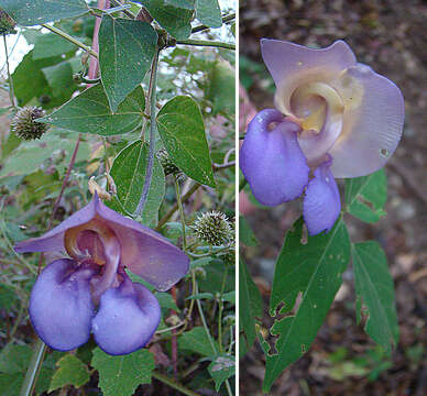 Image of cowpea