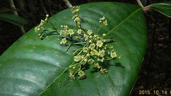 Tontelea mauritioides (A. C. Sm.) A. C. Sm.的圖片