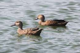 Image of Cape Shoveler