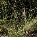 Image of Hypenia salzmannii (Benth.) Harley