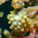 Image of Bargibant's Seahorse