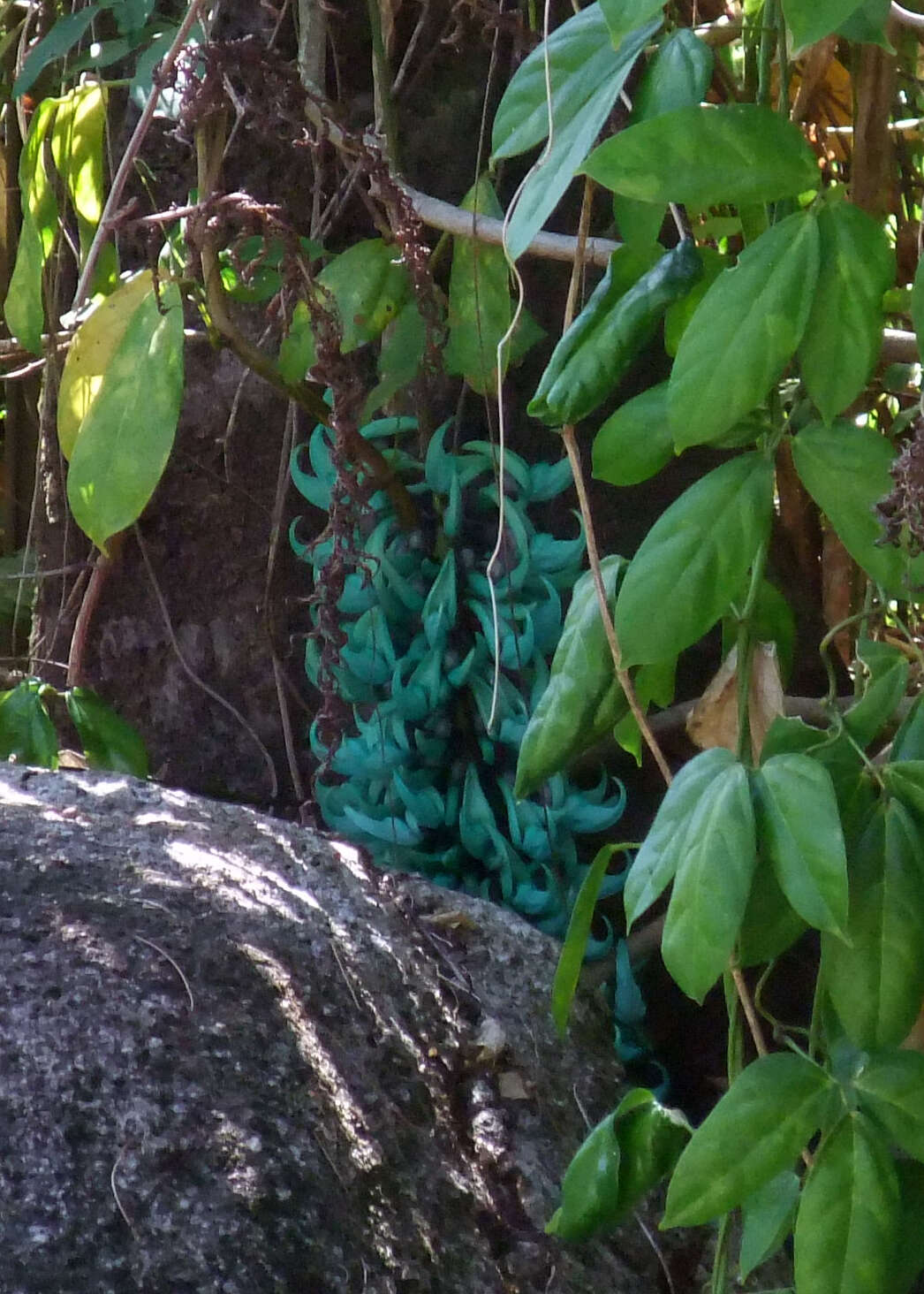 Image of Jade Vine