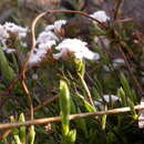 Image of Leucopogon microphyllus (Cav.) R. Br.