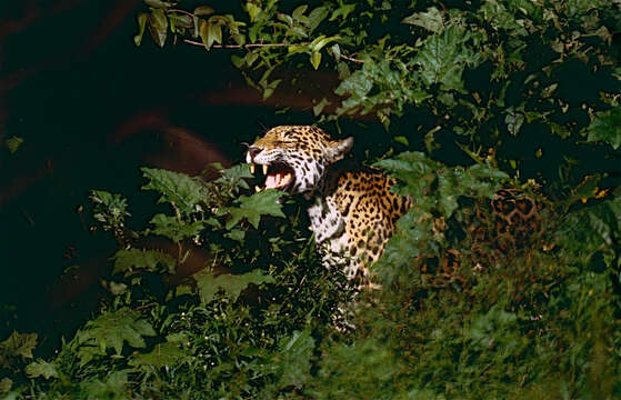 Imagem de Panthera Oken 1816